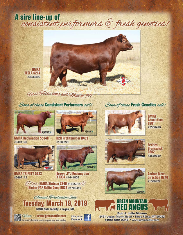 Green Mountain Red Angus Bulls For Sale